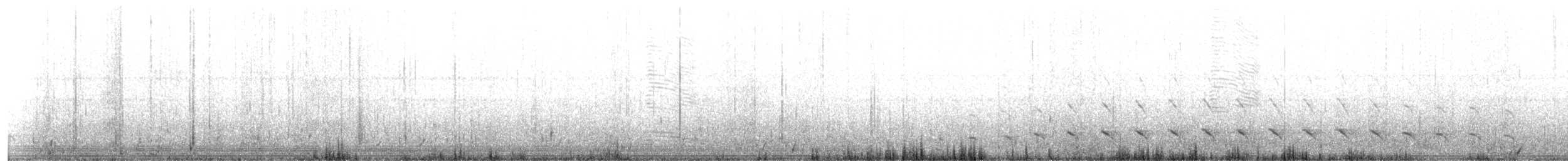 שלך (carolinensis) - ML638163384