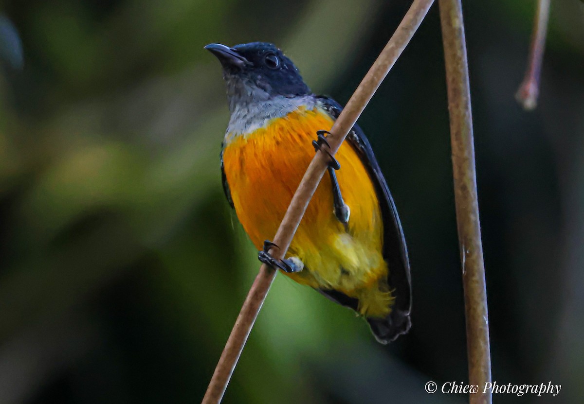 Orange-bellied Flowerpecker - ML638163417