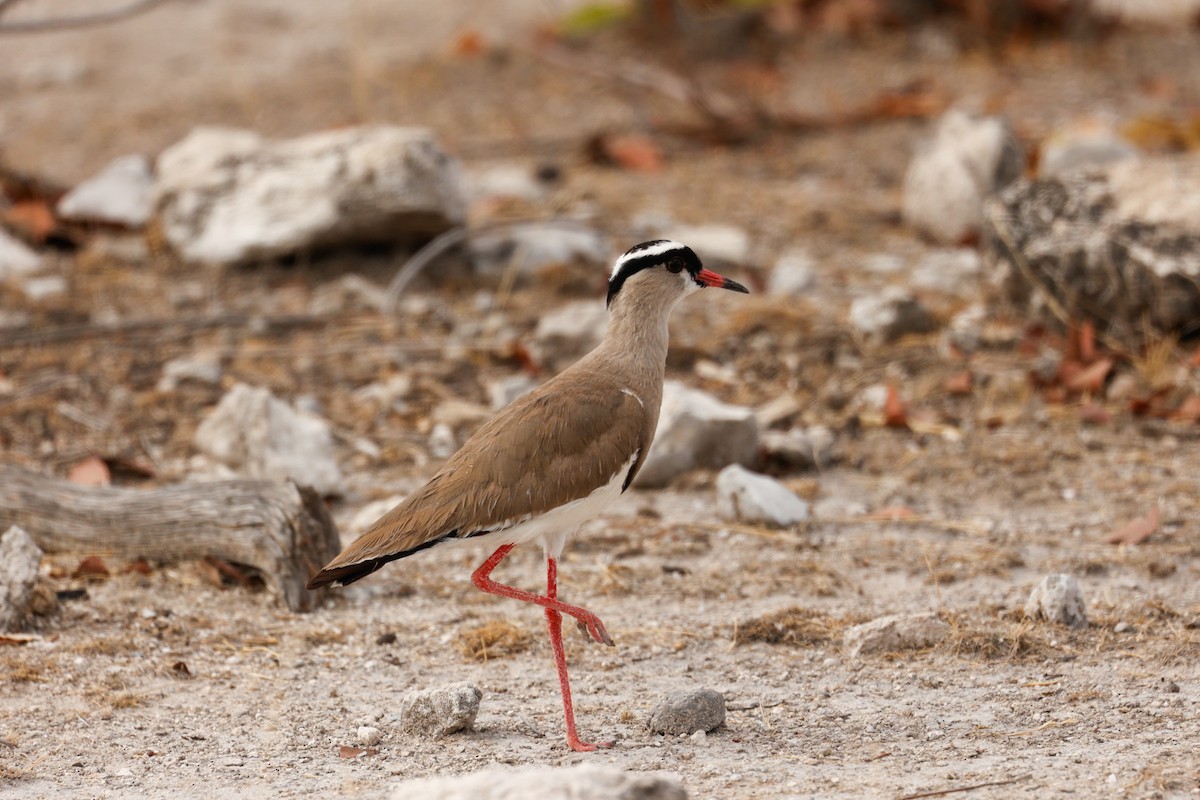 Crowned Lapwing - ML638163427
