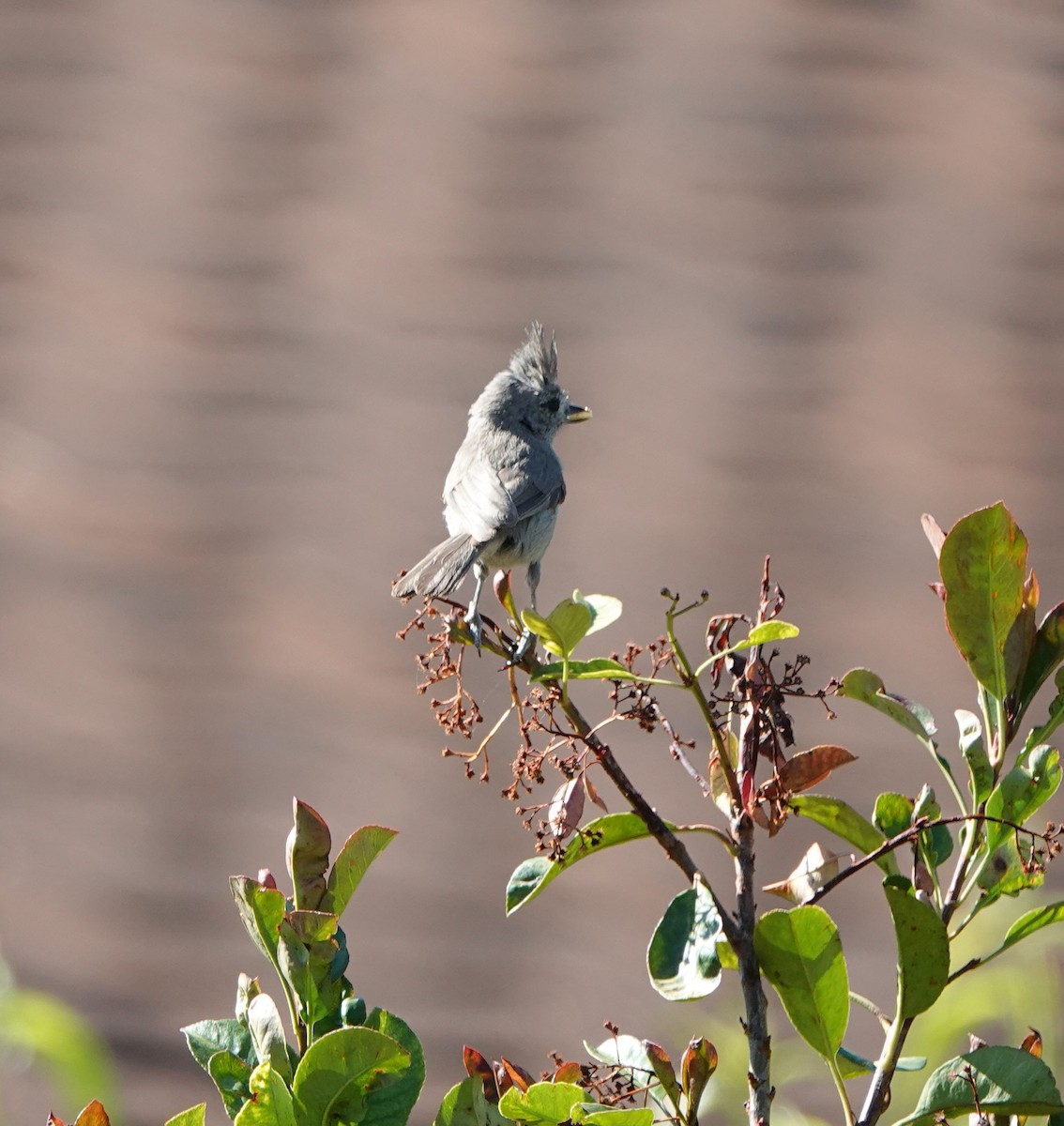 Juniper Titmouse - ML638163448