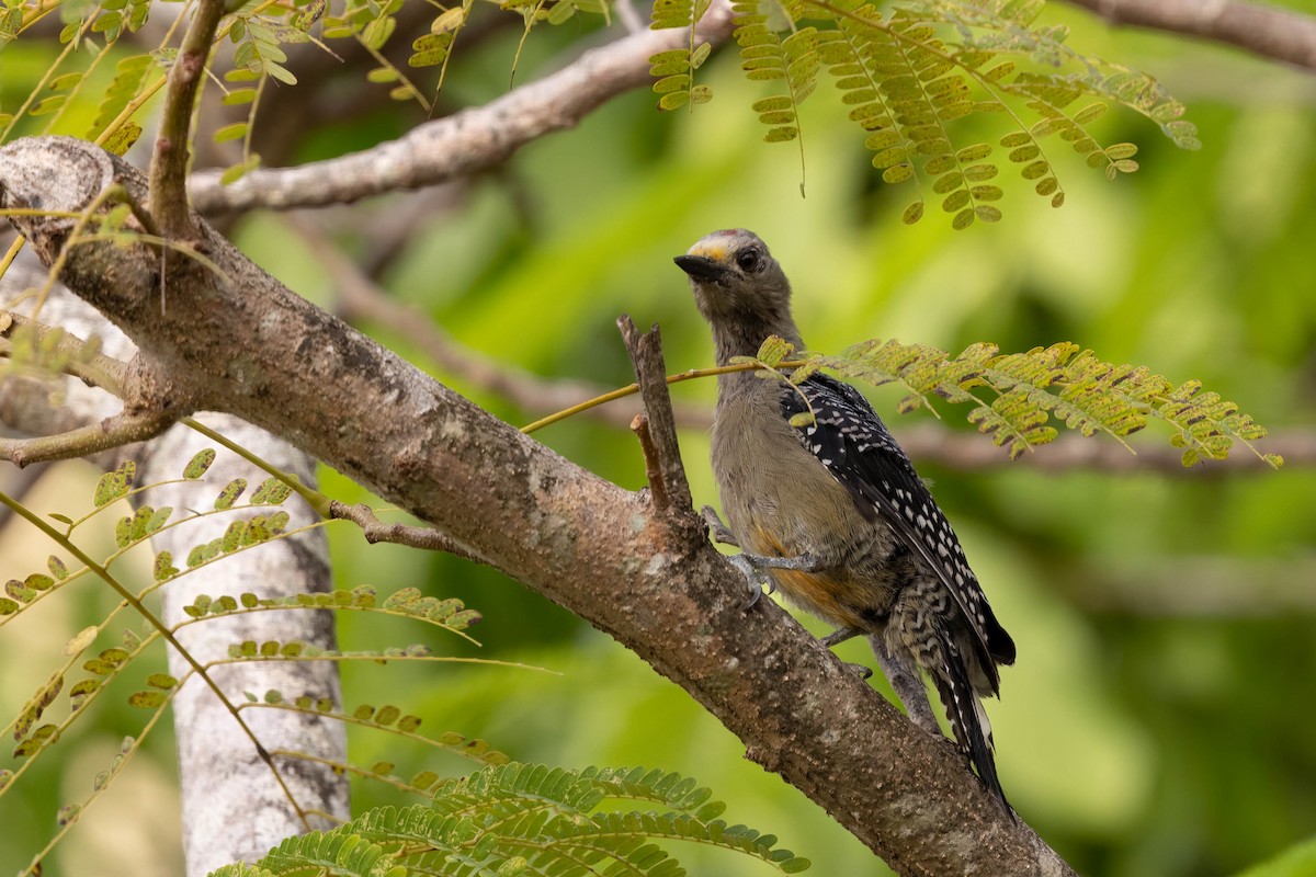 Yucatan Woodpecker - ML638163459