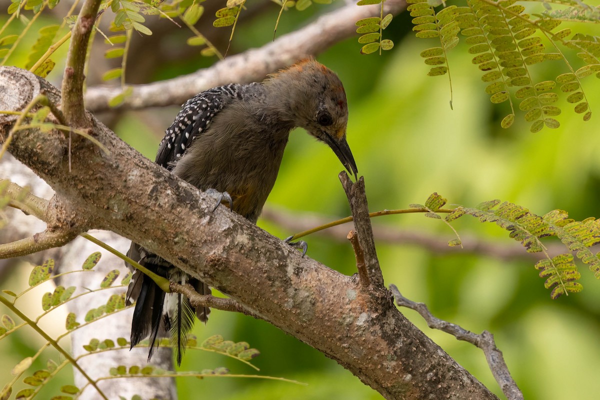 Yucatan Woodpecker - ML638163462