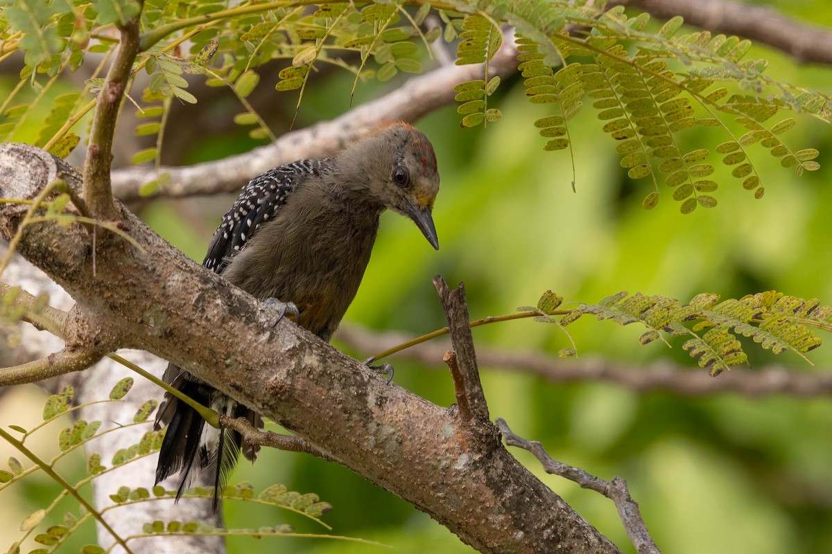 Yucatan Woodpecker - ML638163473