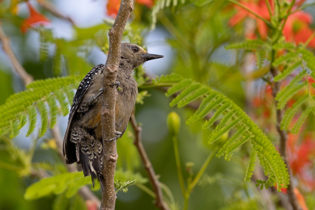 Yucatan Woodpecker - ML638163484