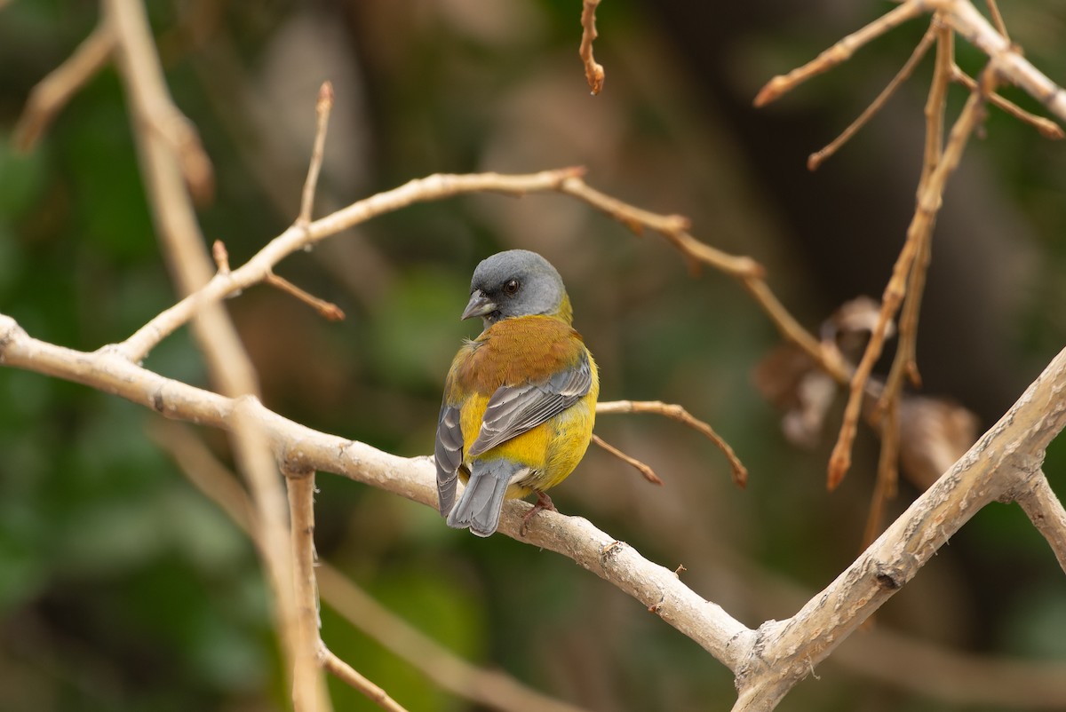 Patagonian Sierra Finch - ML638163492