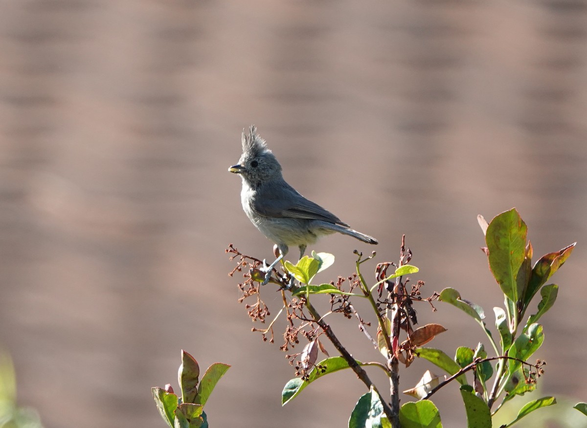 Juniper Titmouse - ML638163493