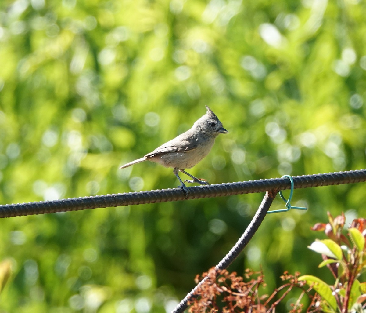 Juniper Titmouse - ML638163494