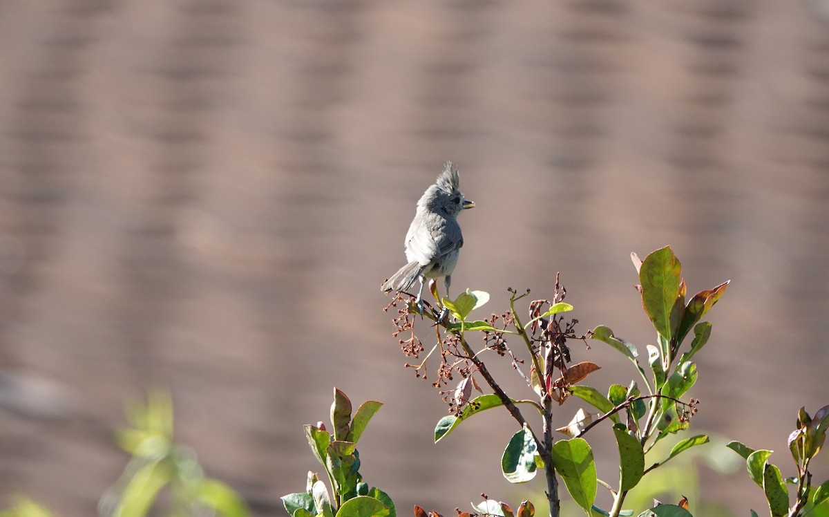 Juniper Titmouse - ML638163495