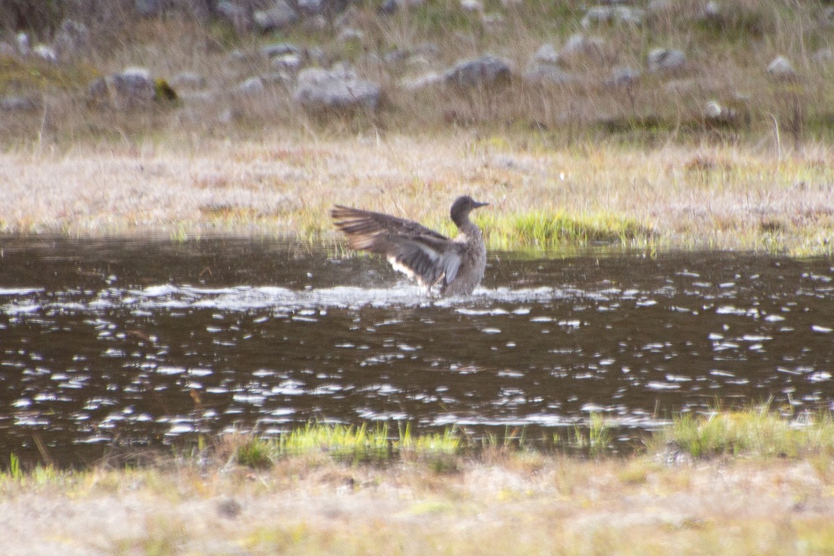 Andean Teal - ML638163545