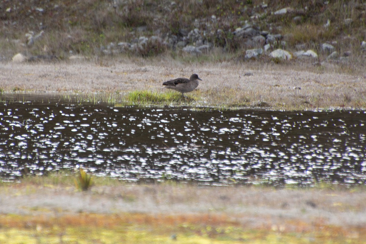 Andean Teal - ML638163546