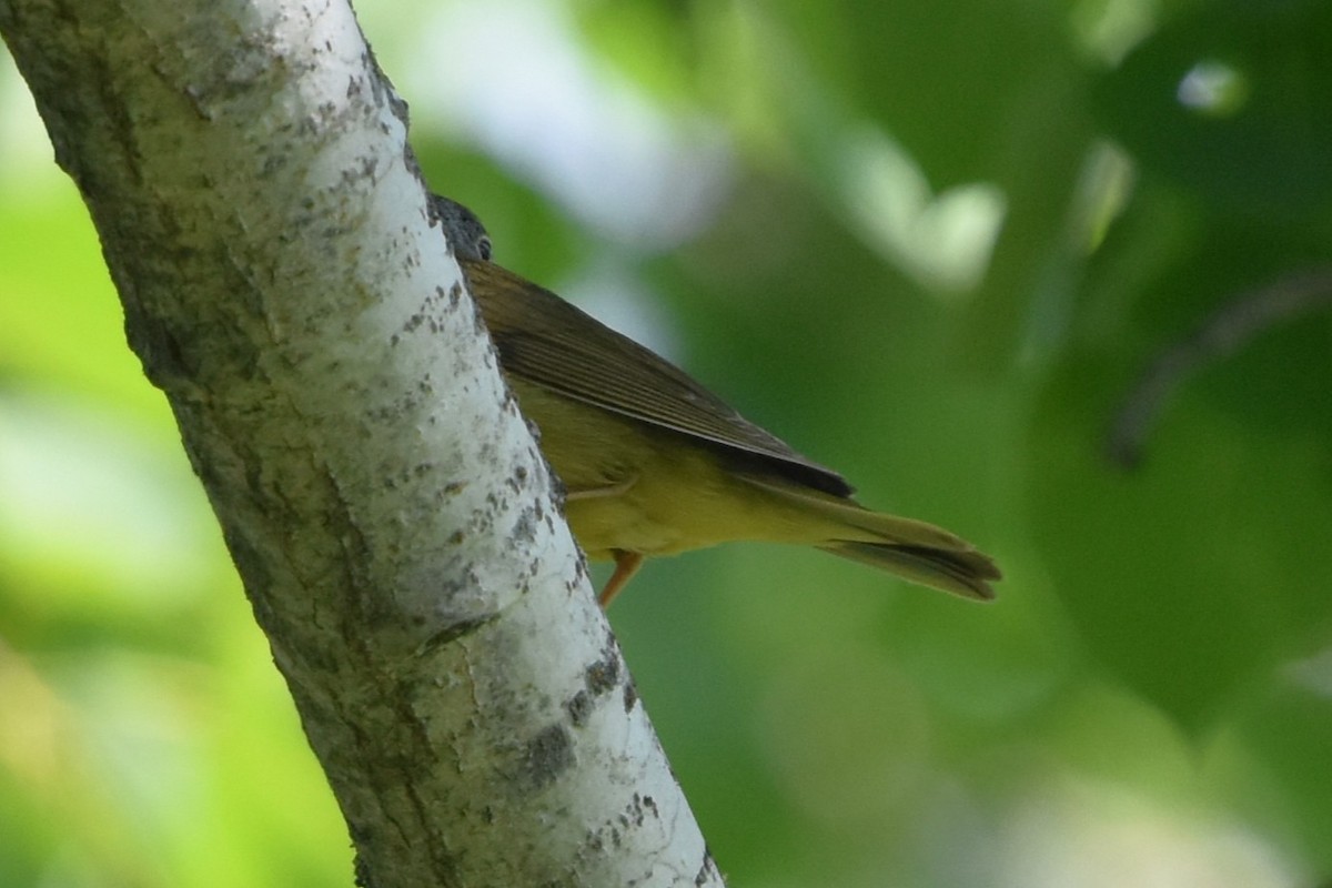 Connecticut Warbler - ML638163614