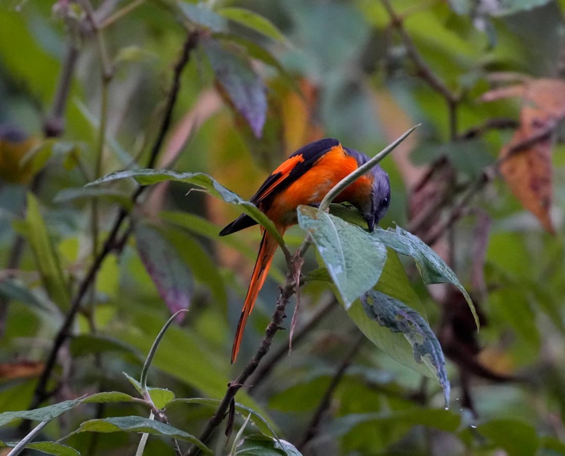Graukehl-Mennigvogel - ML638163618