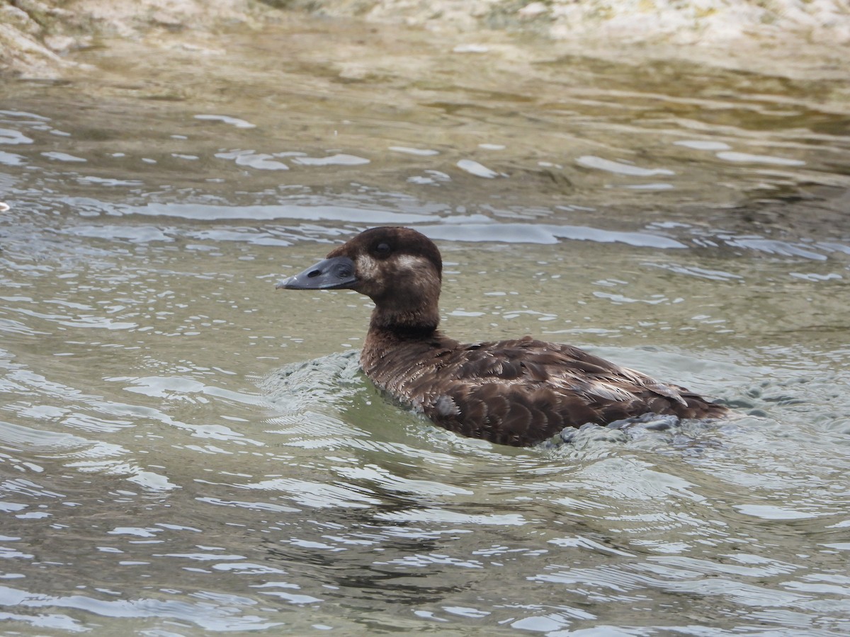 Surf Scoter - ML638163620