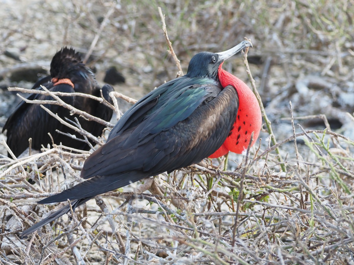 Bindenfregattvogel - ML638163621