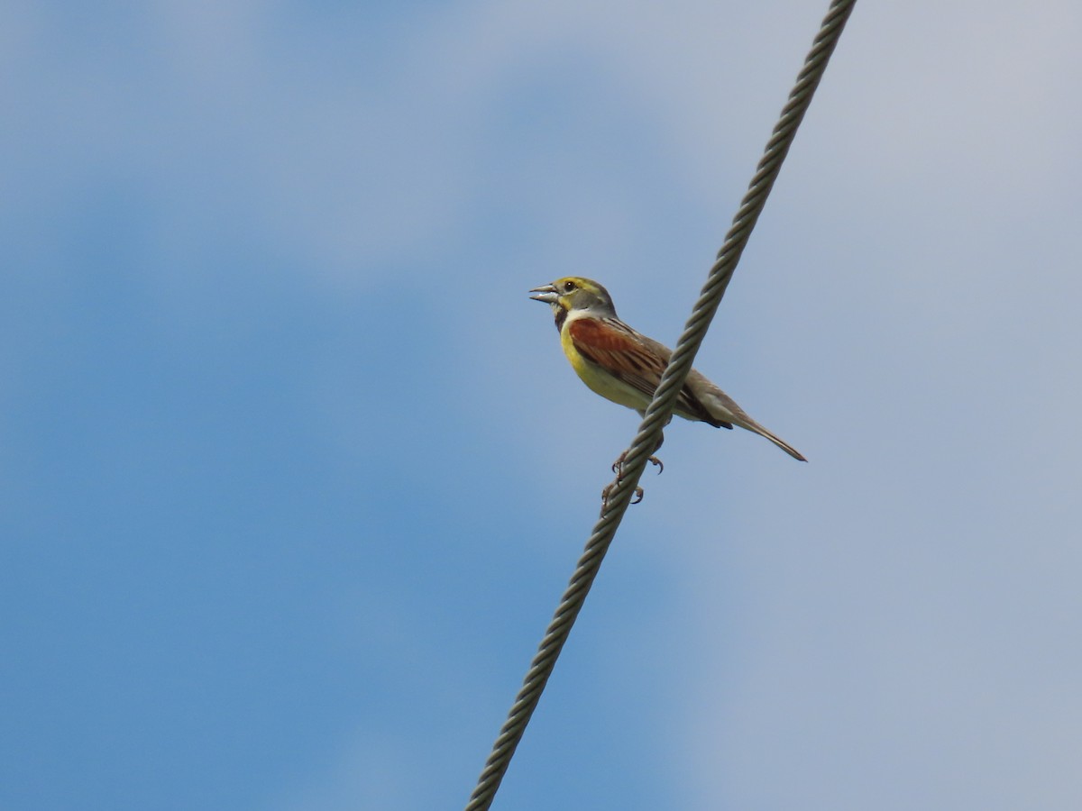 Dickcissel - ML638163633