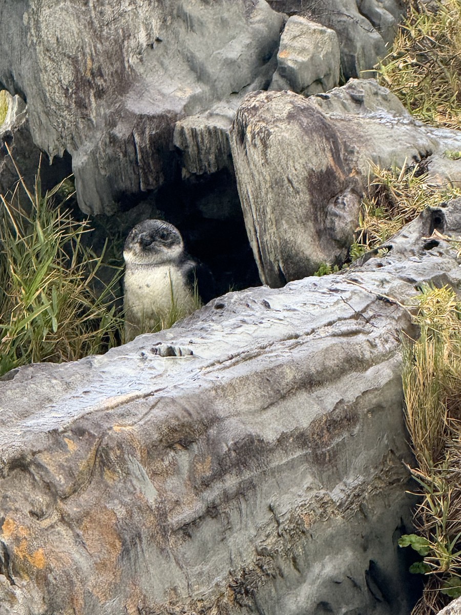 African Penguin - ML638163639