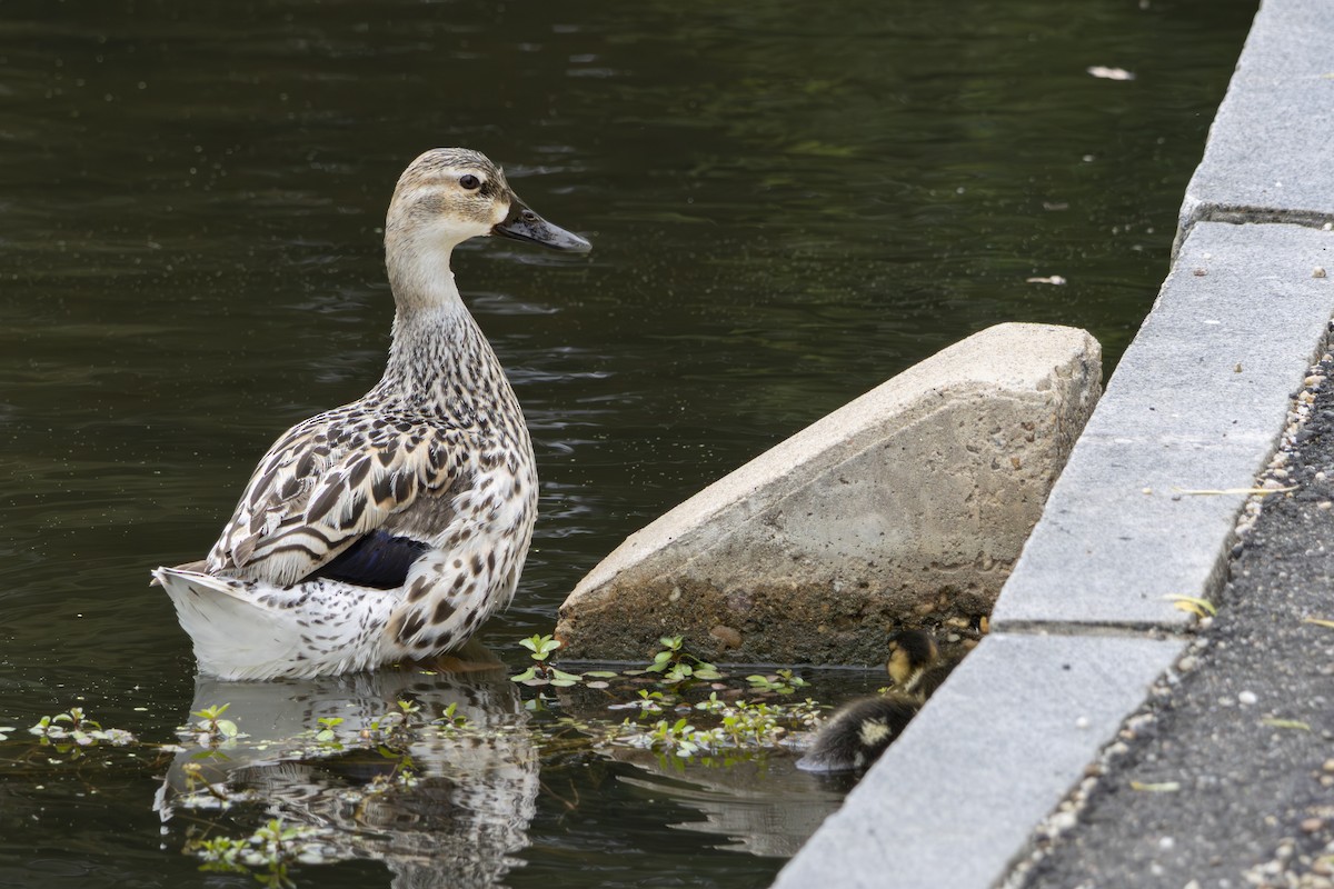 Mallard - ML638163649