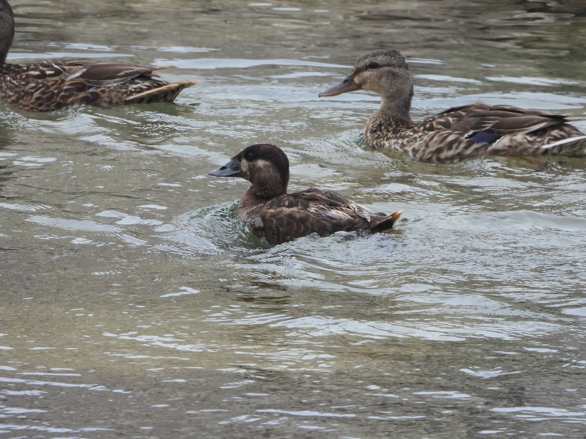 Surf Scoter - ML638163651