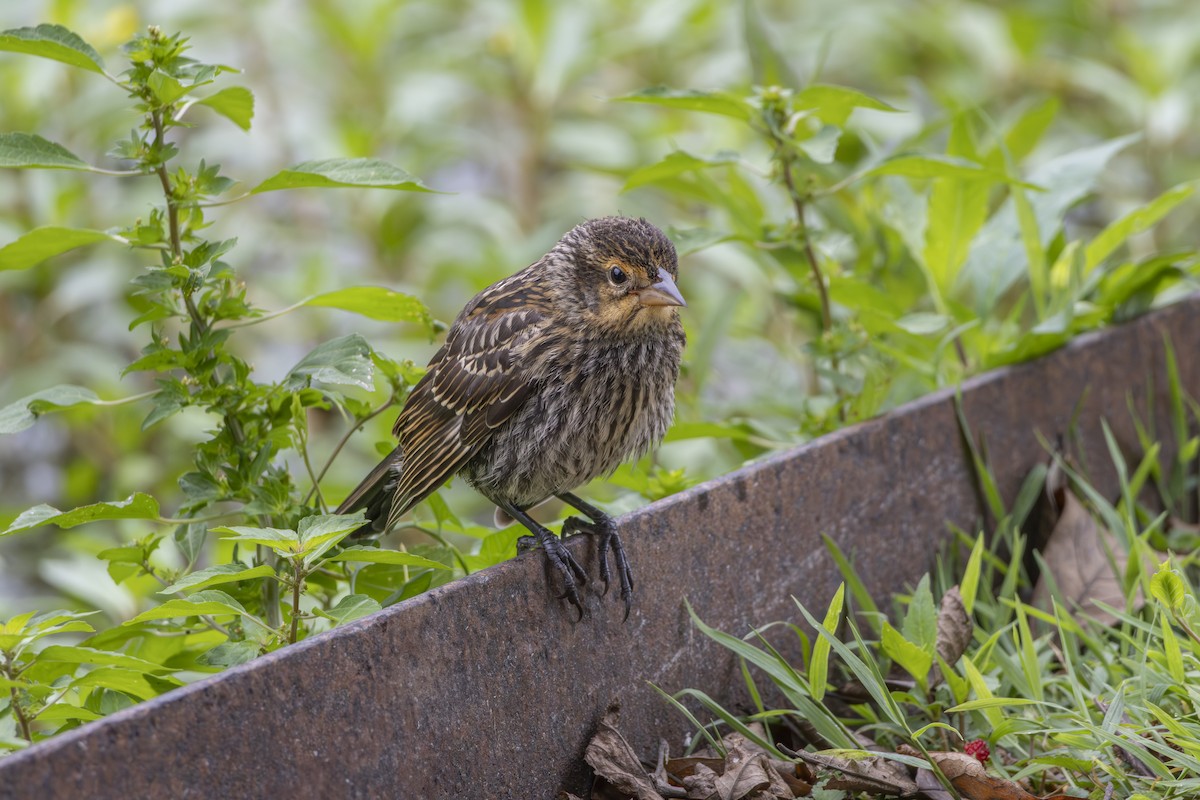 Red-winged Blackbird - ML638163655