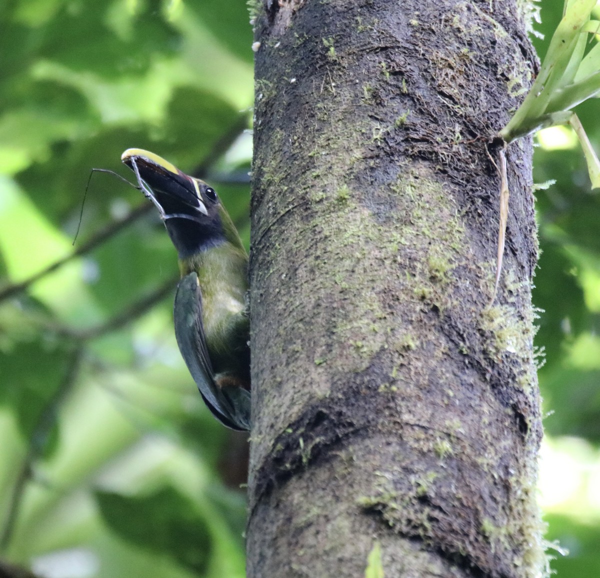 Northern Emerald-Toucanet - ML638163689