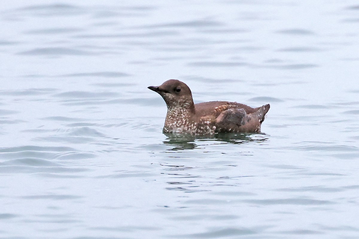 Marbled Murrelet - ML638163690