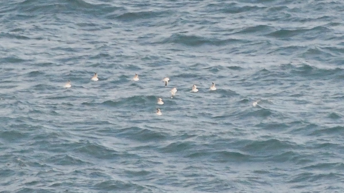 Silver Gull - ML638163699