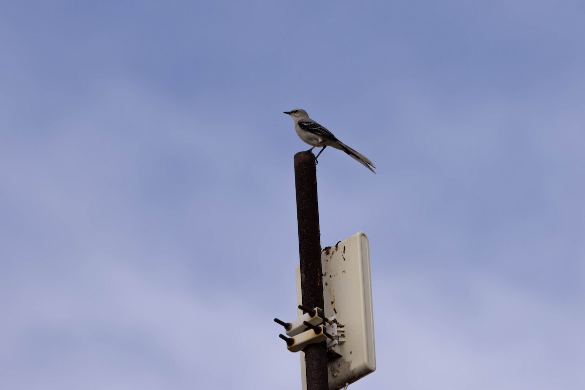Tropical Mockingbird - ML638163706