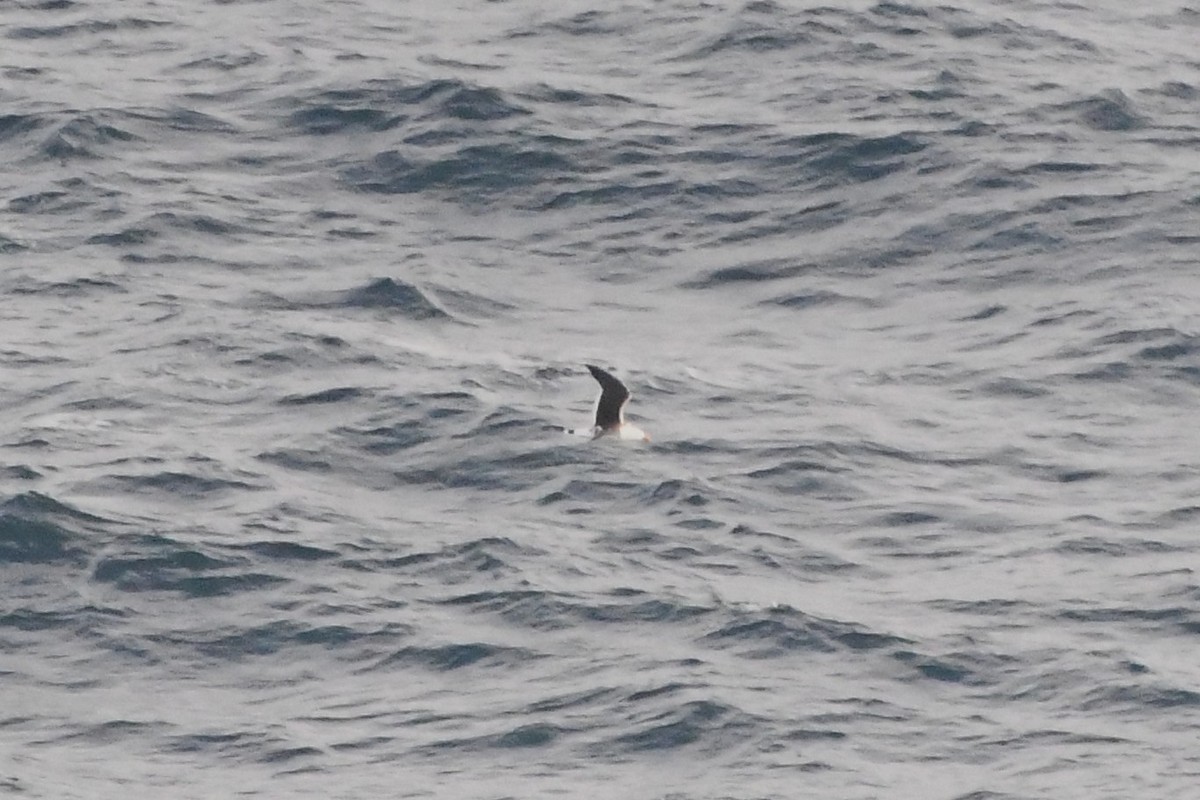 Pacific Gull - ML638163709