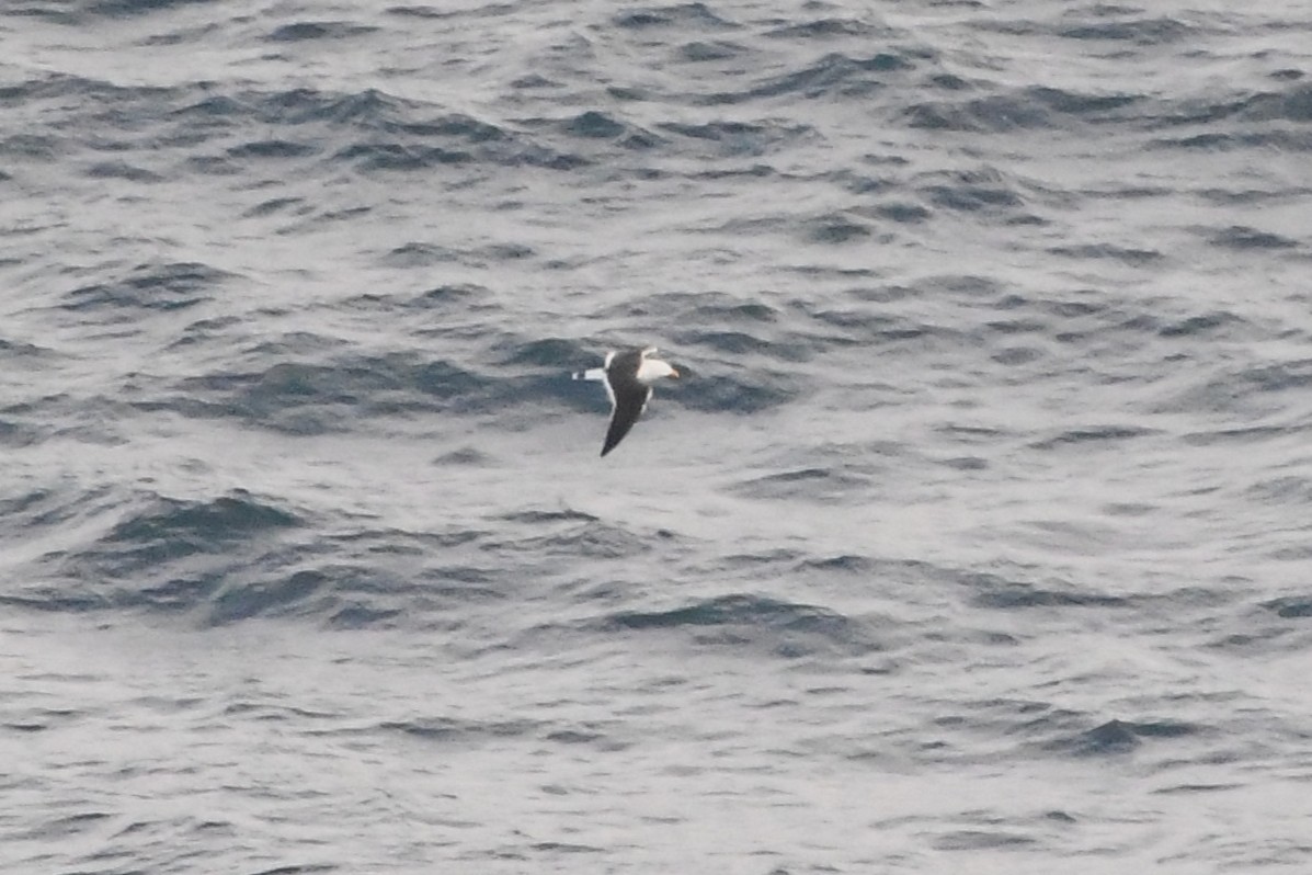 Pacific Gull - ML638163713
