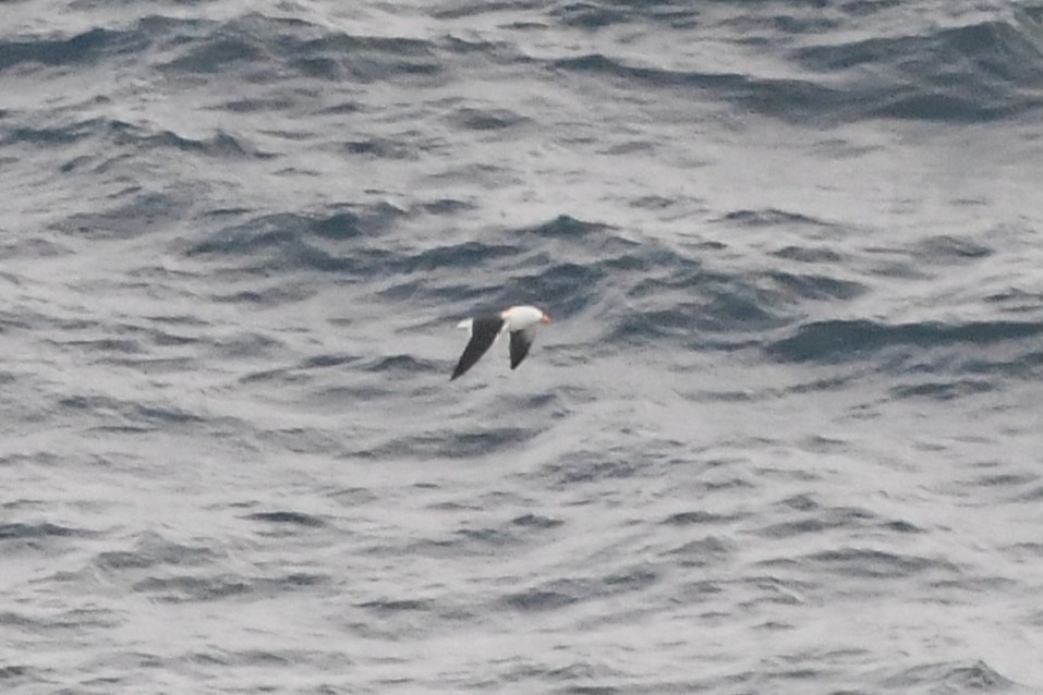 Pacific Gull - ML638163715