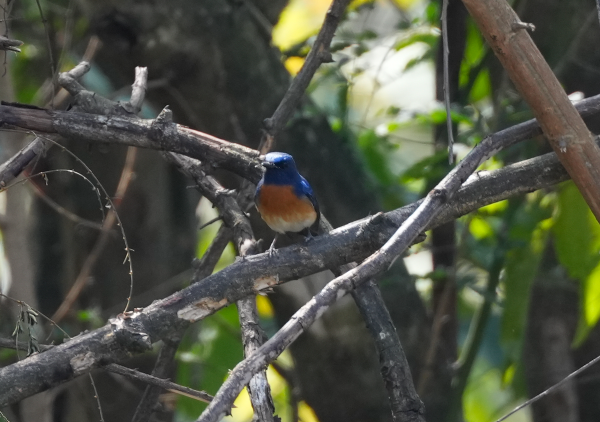 Blue-throated Flycatcher - ML638163720