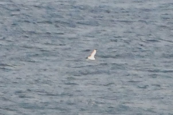 White-capped Albatross (cauta) - ML638163723