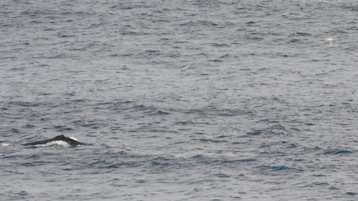White-capped Albatross (cauta) - ML638163734