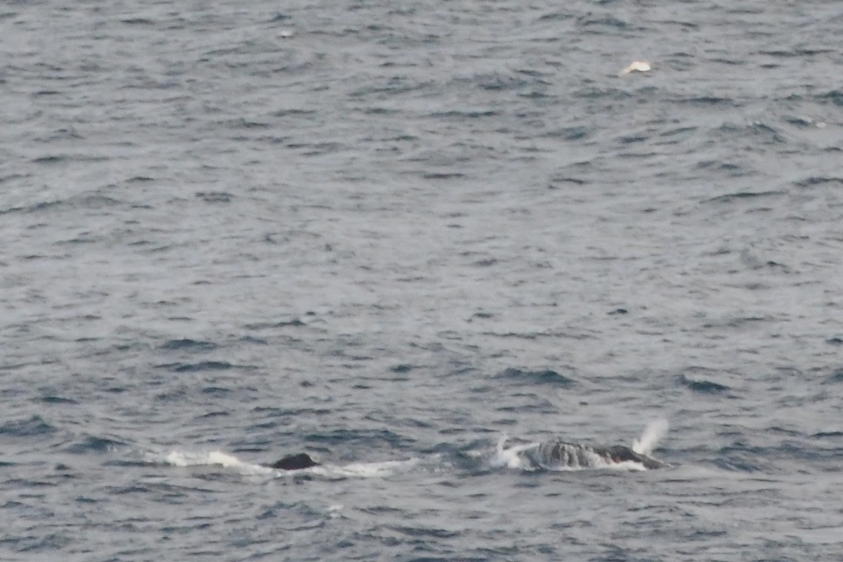 White-capped Albatross (cauta) - ML638163735