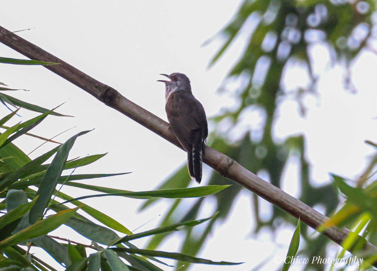 Plaintive Cuckoo - ML638163737