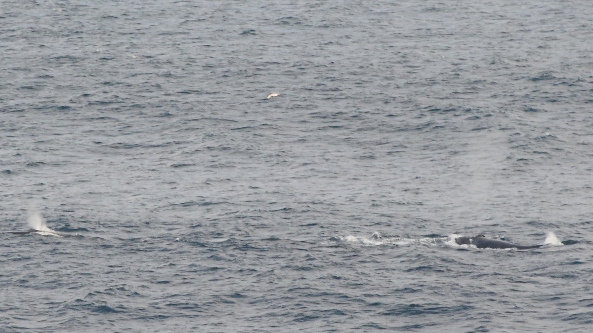 White-capped Albatross (cauta) - ML638163739