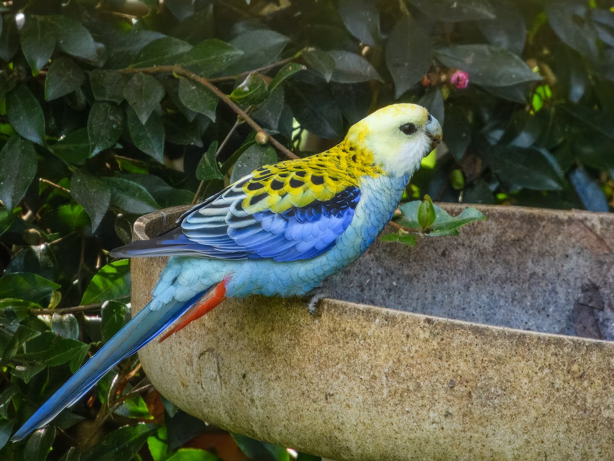 Pale-headed Rosella - ML638163756