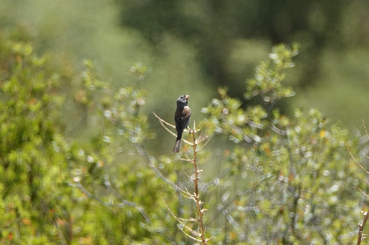 Black-chinned Sparrow - ML638163775