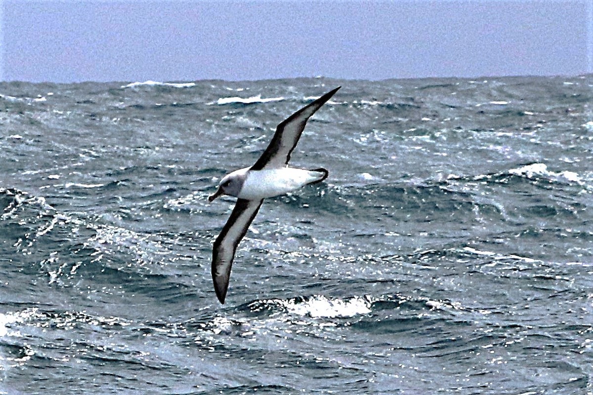 Boz Başlı Albatros - ML638163778