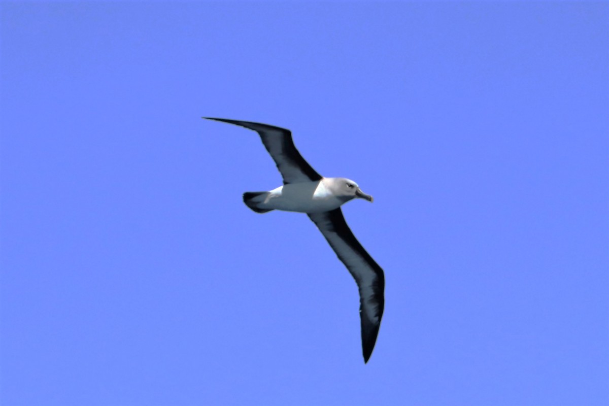 Boz Başlı Albatros - ML638163791