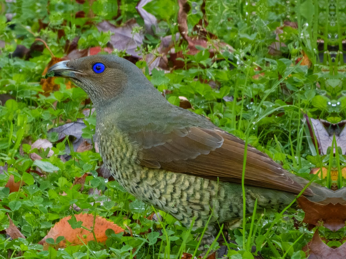 Satin Bowerbird - ML638163814