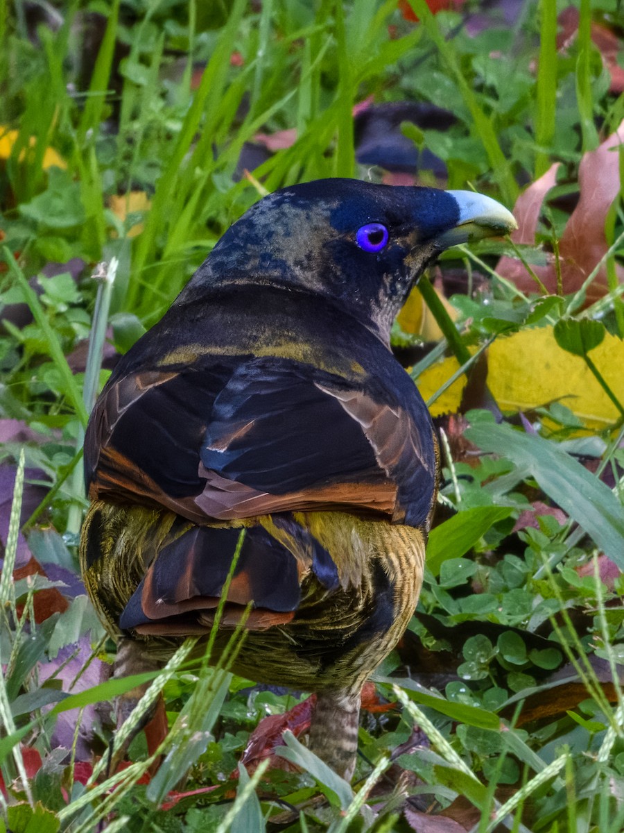 Satin Bowerbird - ML638163815