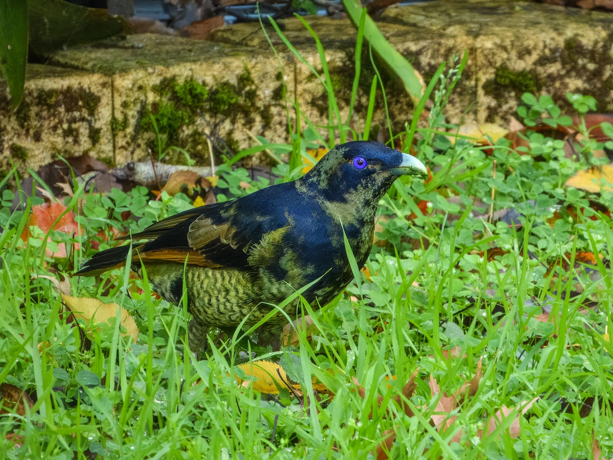 Satin Bowerbird - ML638163818