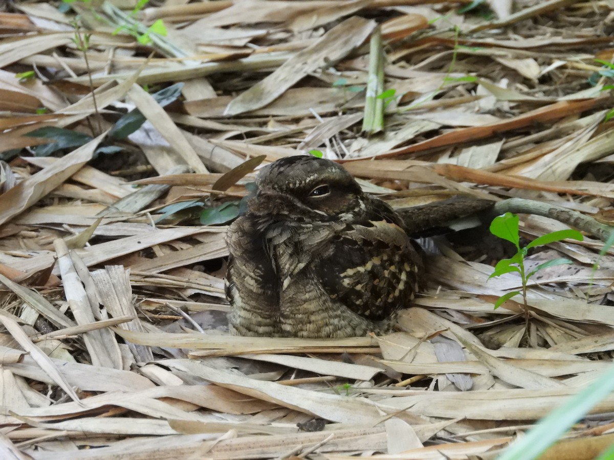 Large-tailed Nightjar - ML638163849