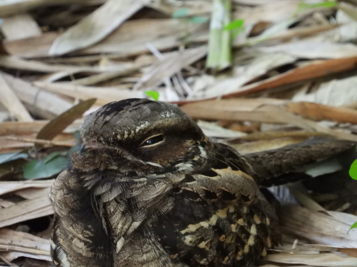 Large-tailed Nightjar - ML638163850