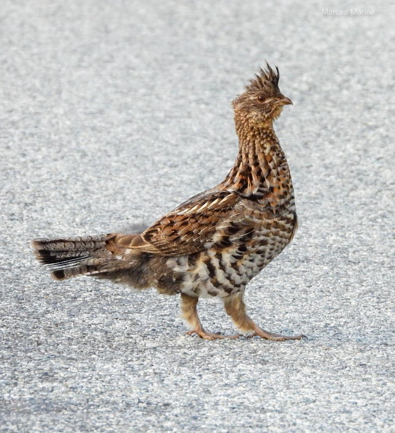 Ruffed Grouse - ML638163853
