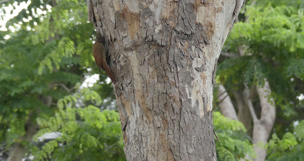 Streak-headed Woodcreeper - ML638163871