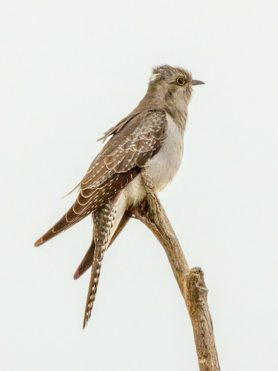 Pallid Cuckoo - ML638163892