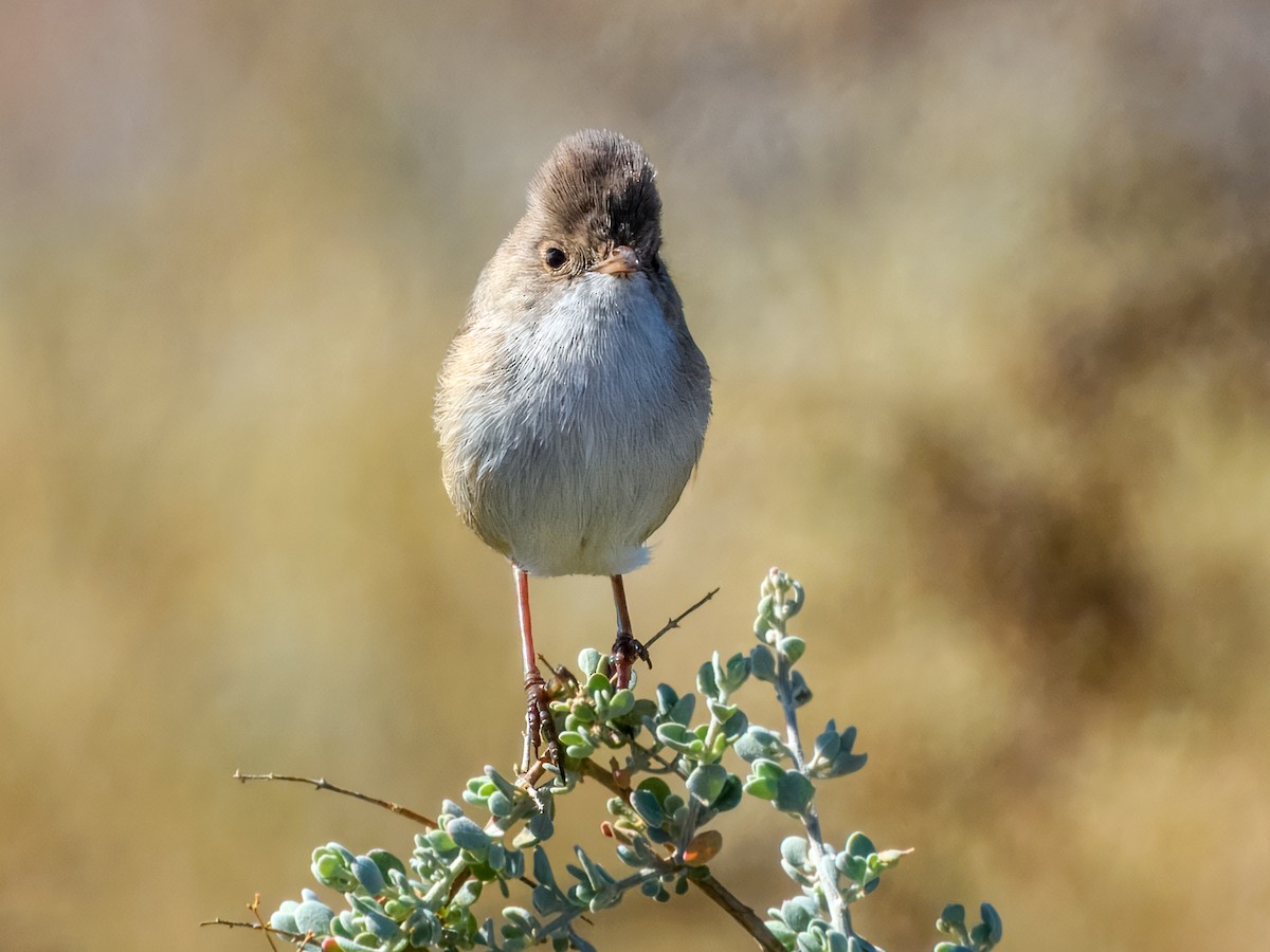 White-winged Fairywren (Blue-and-white) - ML638163894