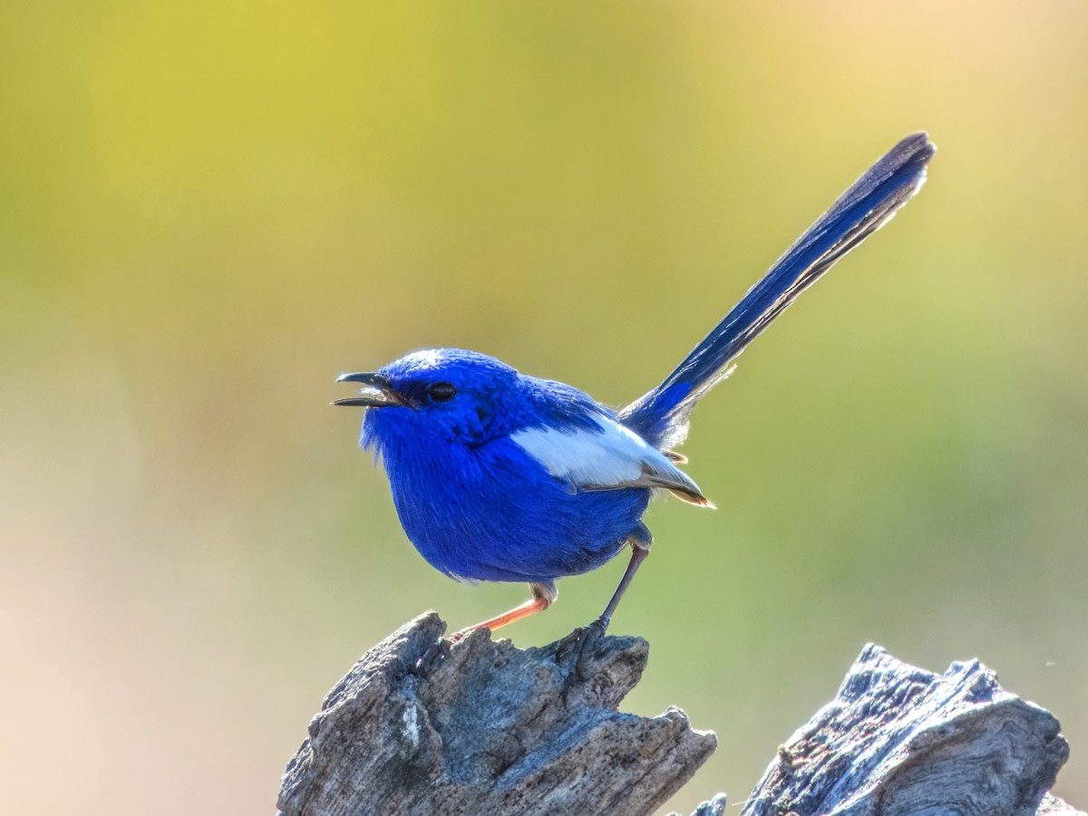 White-winged Fairywren (Blue-and-white) - ML638163903